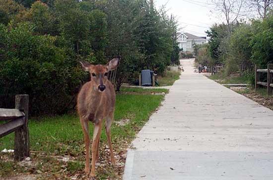 Picture of Deer on Fire Island, NY