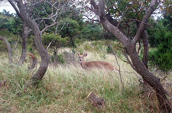 Fire Island deer