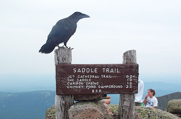 A crow perched on top of the Saddle Trail sign seems unaffected by the people that were on the summit.
