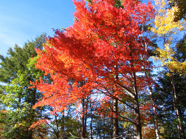 A nice burst of red color.