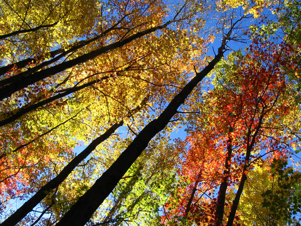 A nice variety of fall color and crisp blue sky.