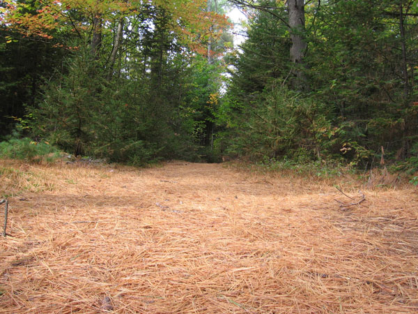 A section of the trail that is covered with pine needles and always very soft.